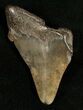 Bargain Angustidens Tooth - Pre Megalodon #5420-1